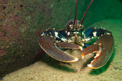 Homard