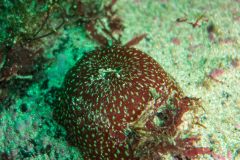 Anémone fraise