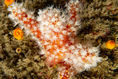 Alcyon