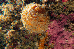 Orange de mer