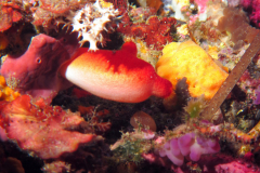 PORQUEROLLES
