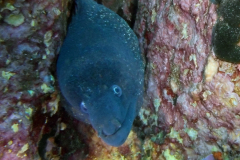 Murène