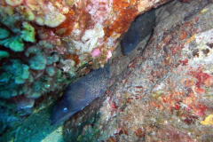 Murène