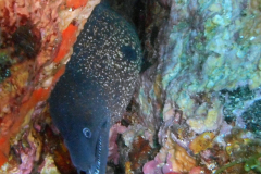 Murène