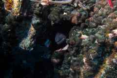 Murène
