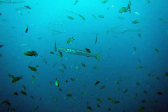 Barracuda