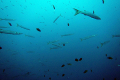 Barracuda