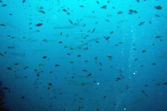 Barracuda