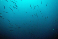 Barracuda