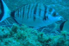 Sar tambour