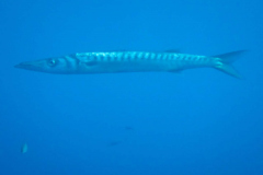 Barracuda