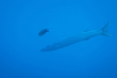 Barracuda