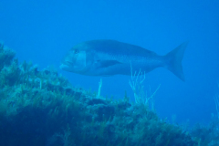 Denté