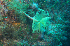 Spirographe