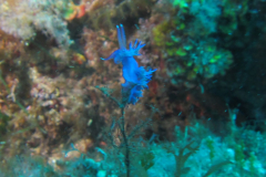 Flabéline