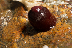 Anémone Tomate