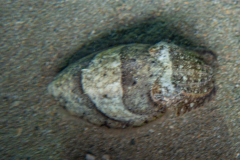 Seiche