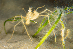 Macropode