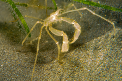 Macropode