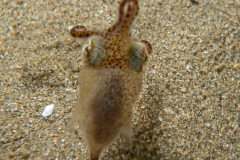 Sépiole