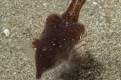 Sépiole