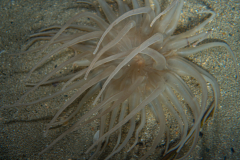 Andresia Partenopea