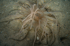 Andresia Partenopea
