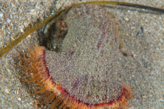 Anémone Parasite