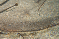 Syngnathe