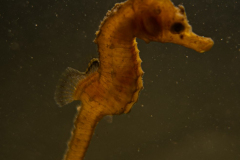 Hippocampe