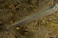 DSC06514