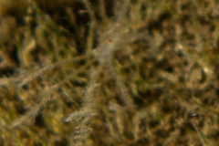 Macropode