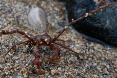 Macropode