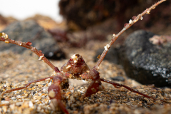 Macropode