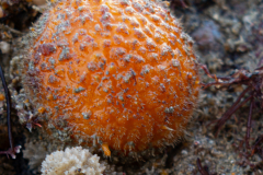 Orange de Mer