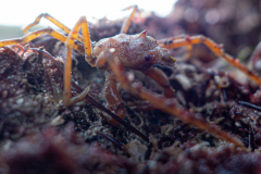 Macropode