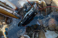 Homard juvénile