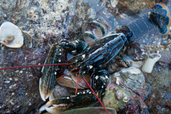 Homard juvénile