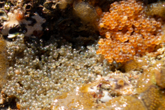 Pontes de Chabot Buffle et de Blennies