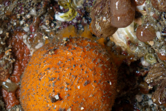 Orange de Mer