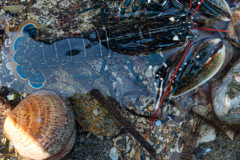 Homard juvénile