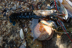 Homard juvénile