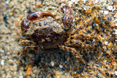 Crabe