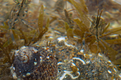 Crevettes