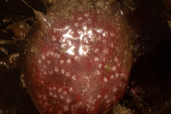 Fraise de Mer