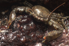 Crabe porcelaine à longues pinces