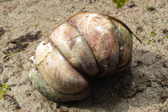 Crépidule