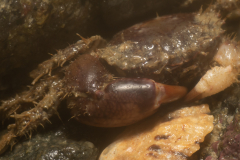 Pilumne Hirsute
