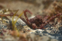 araignée des anémones