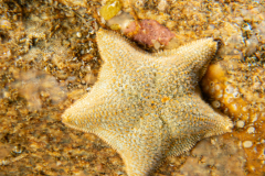 Astérie